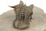 Tower Eyed Erbenochile Trilobite - Foum Zguid, Morocco #194221-3